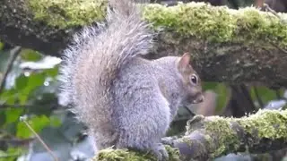 The Cutest Grey Squirrel Eating a Nut [4K] (FULL SCREEN) #squirrel