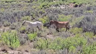 Sand Wash Basin Wild Horses (2) - Colorado