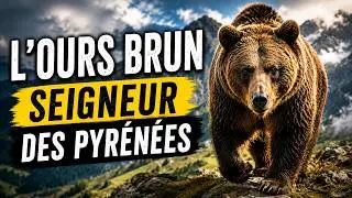 L'OURS BRUN, seigneur des Pyr&eacute;n&eacute;es