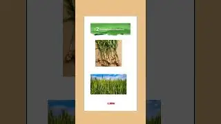 Part 4 | Class 6 Science | Diversity in the living world | New Curiosity Book