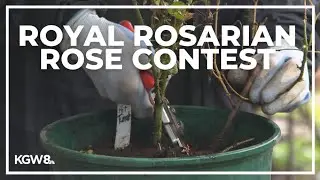 Royal Rosarian Rose contest returns this year