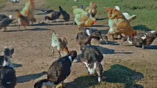 Dasi Ducks Farming #aseelmurga #birds #newaccountplzsupport