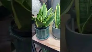 🪴New Houseplants! 🪴#jvisecretgardens #nashville #gardencenter #houseplants