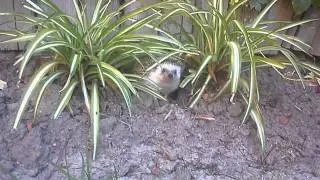 Erik The Hedgehog Explorer