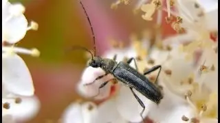 Grammoptera ruficornis - Longhorn Beetle / Bockk&auml;fer