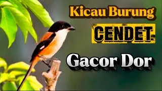 Burung CENDET Full isian Gacor dor suara Kicau langsung nyaut josjis