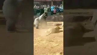 GORILLA VS LION at the Zoo! Silverback protects baby! 🦍💥🦁
