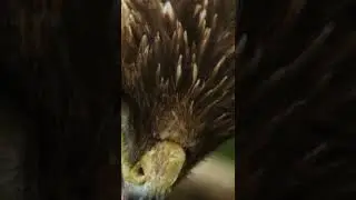 Epic close up macro portrait of a predator bird blinking its eyes and has opened beak