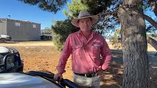 Strathalbyn May 2 sale update with Elders livestock agent
