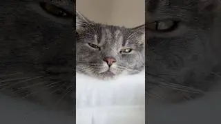 YouTube лучше, чем TikTok #кошачьишорты