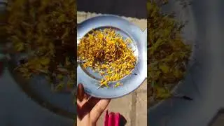 Homemade natural color from flowers for holi