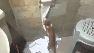 Kitty tissue fight