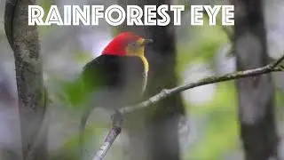 Wire-Tailed Manakin - notes from the field