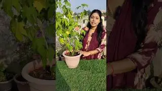 Lantern hibiscus flowers #shorts #ytshorts #garden #terracegardenindia #hibiscus
