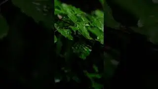 The Sound of Gentle Rain Falling on Leaves - Calm Relaxation