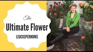 Leucospermums // The Ultimate Cut Flower // The Gardenettes