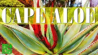 Cape Aloe - Commonly known as bitter aloe is a species of aloe indigenous to southern Africa