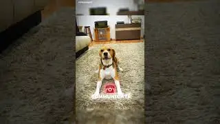 Beagle Behaviors You Need to Know Now #beaglelife #beaglelove #beaglesofinstagram #beaglebehaviors