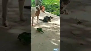 Pelea perro con perico 😅