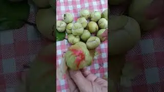 katmon fruits 🤤