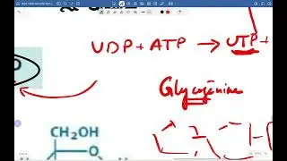 Métabolisme du glycogène