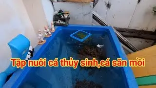 Tập nuôi cá thủy sinh cá săn mồi