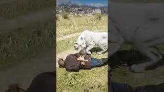 Essential Skills for Thriving in the Wild Ss398 | Snake Kills Mountain Lion to Save Man #shorts