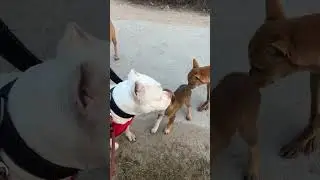 #pitbull #petshub #funny #dogsofyoutube #funnydog #pets #love #americanbully #dailydog #pitbulldog