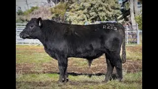 Alloura Angus July 2022 Bull Sale   Lot 36 &ndash; Alloura Railwayman DGJR225