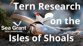 How Tern Research Helps Fisheries Research – Isles of Shoals