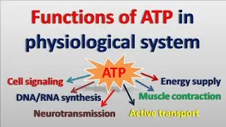Function of ATP || What is the role in physiological system