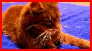Ultimate Cat Fight - Round 3 😻🐱😺