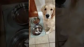 Dog Waits SO Patiently For Food!