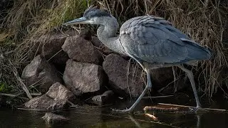 Heron skating