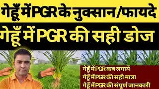 गेहूँ में PGR की सही डोज | गेहूँ में pgr के नुक्सान और फायदे| application of pgr in wheat | 