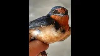 Partial albinism in barn swallows: elemental composition, heavy metals, and possible DNA damage