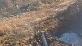 Deer Hunting With Dogs || Dogs Screaming and Deer Falling ++ Multiple Killshots !!!!!!