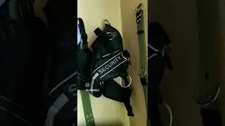 На любимых не экономят!😂 #goldaward #mercedes #вео #dog
