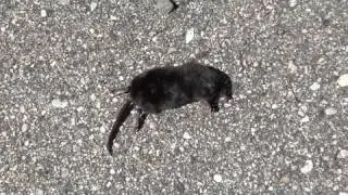 Starnose Mole (Talpidae: Condylura cristata) Dead on Footpath