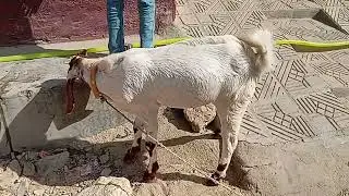 &ldquo;Beautiful Bond Between a Child and a Goat | Nature Ki Baat 786 | Heartwarming Nature Video&rdquo;