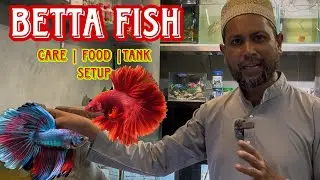 Betta Fish Care | Tank Setup | All Information For Beginner | HINDI Rs Pets Zone 