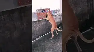 dangerous great dane dog #dog