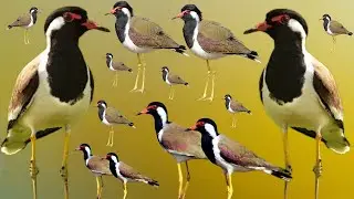 टिटहरी पक्षी का कमाल का रहस्य जिसे कोई नहीं जानता।। secret facts of Sandpipers।। Tithari facts 