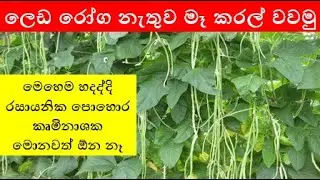 ලෙඩ රෝග නැතුව මෑ කරල් වවමු - මෙහෙම හදද්දි  රසායනික පොහොර කෘමිනාශක මොනවත් ඕන නෑ