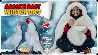 Aseel murga sardi ki khurak | Best diet for aseel murga | Aseel murga winter care #yt #vlog