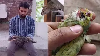 Rat 🐁 Attack On Budgies HOUSE 😭 || Budgies No More || 3mbvlogs