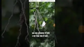 birds kinfisher first in rajasthan status