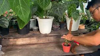 Make the pol for enjoy potos #flowers #sorts #garden #cat #plant #free