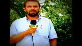 Minuto con el cebu monta natural en vacadas comerciales
