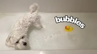 How to give a dog a bath | cute maltese 🛁